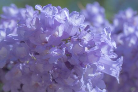 Jacaranda flower in blue sky background.の写真素材