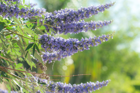 Purple vitex tree close up in garden.の写真素材