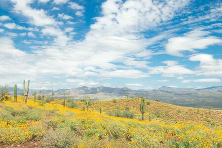Saguaro Cactus with yellow  wild flowers on the mountain in the Arizona desert, USA.の写真素材