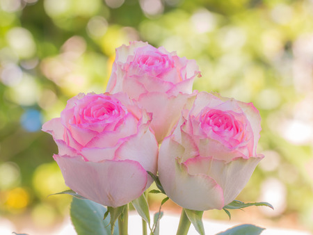 Close up of pink roses and water drops soft background.の写真素材