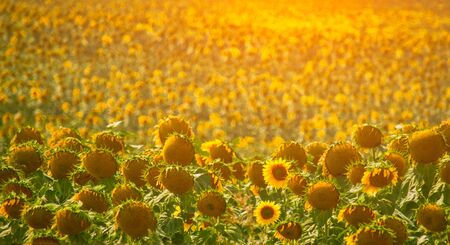 Sunflower field and sunset.の写真素材