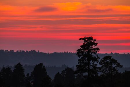 Sunset with orange and red clouds behind pine treesの写真素材