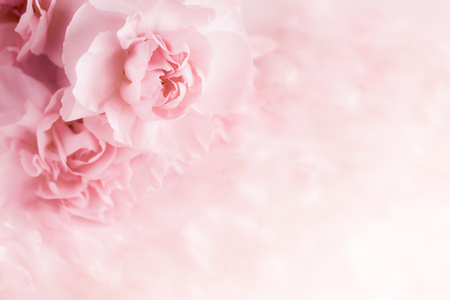 Pink Carnation Flowers Bouquet. soft filter.の写真素材