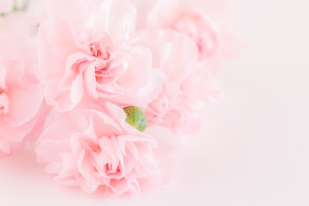 Pink Carnation Flowers Bouquet. soft filter.の写真素材