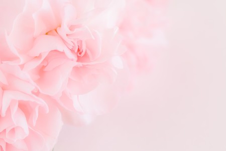 Pink Carnation Flowers Bouquet. soft filter.の写真素材