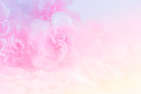 Pink Carnation Flowers Bouquet. soft filter.の写真素材