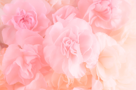 Pink Carnation Flowers Bouquet. soft filter.の写真素材