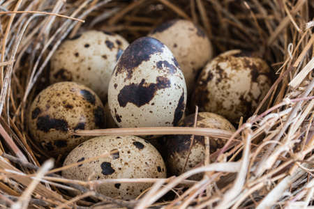 quail eggs in a nest and laid out around it border on wooden background.の写真素材