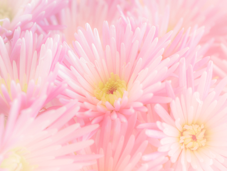 Pink cherysanthemum flowers bouquet on solf background.の写真素材