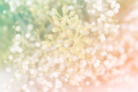 Background with tiny white and green flowers blurred, selective focusの写真素材
