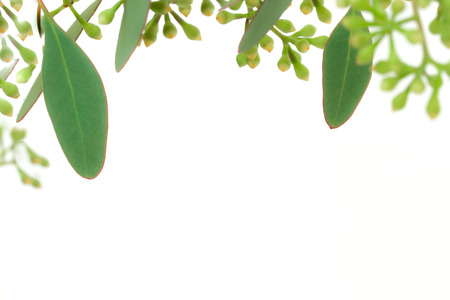 Leaves and buds of Eucalyptus isolated on white background.の写真素材