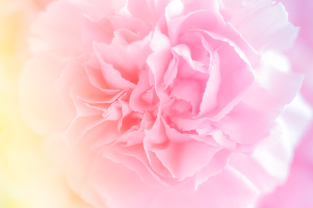 Pink Carnation Flowers Bouquet. soft filter.の写真素材