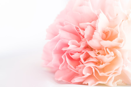 Pink Carnation Flowers Bouquet. soft filter.の写真素材