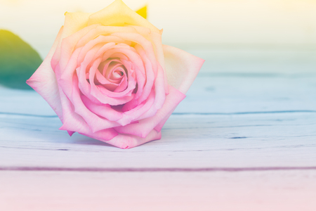 Close up of a beautiful pink rose in soft style for backgroundの写真素材