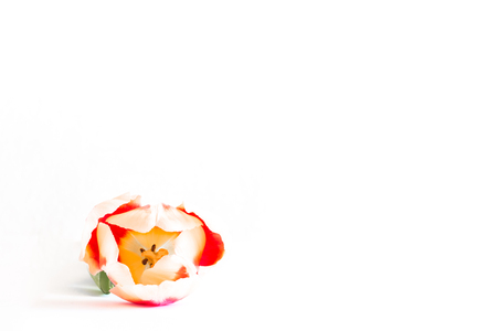 Close up of red tulip on white background.の写真素材