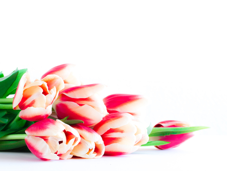 Close up of red tulips on white background.の写真素材