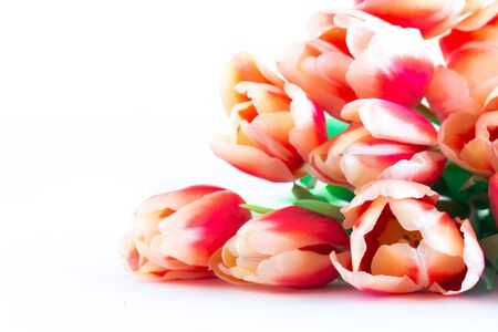 Close up of red tulips on white background.の写真素材