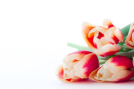 Close up of red tulips on white background.の写真素材
