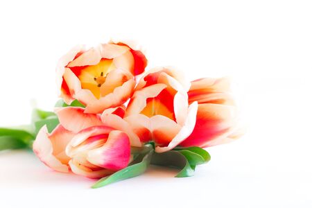 Close up of red tulips on white background.の写真素材