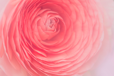 Close up of orange ranunculus flower for background.の写真素材