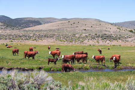 Cattle in the green meadow and a small canal flows pass farm with mountains  background behind the farm.の写真素材