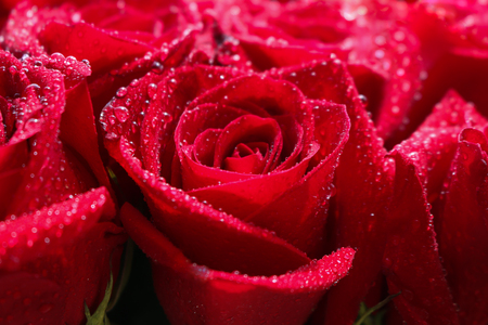 Close up of red roses and water drops.の写真素材