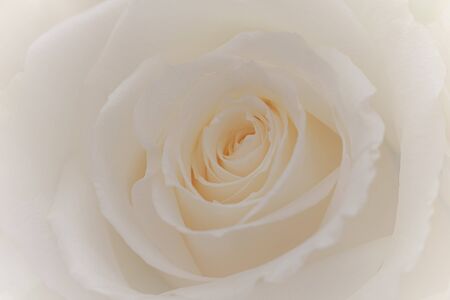 Close up of a beautiful white rose.の写真素材
