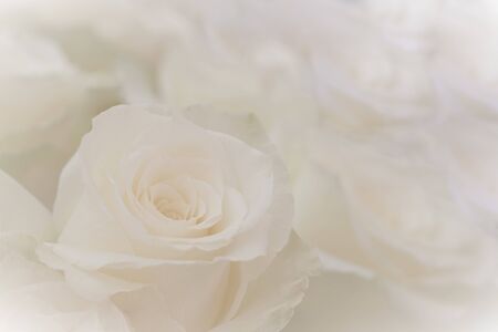 Close up of a beautiful white roses.の写真素材