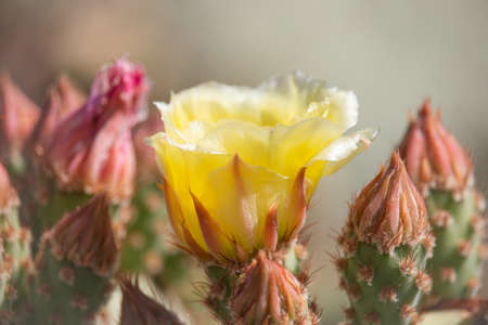 Beautiful cacti flowers blooming in spring time in Arizona desert.の写真素材