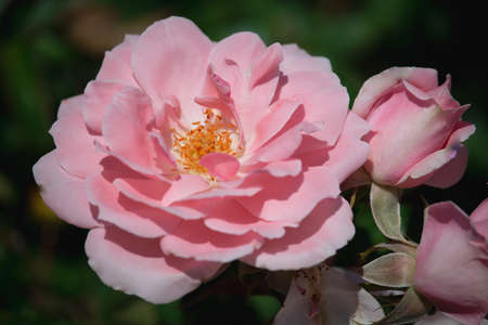 Beautiful white  pink  rose is blooming in the gardenの写真素材