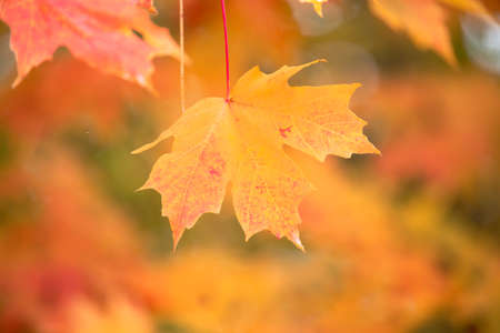 Great Sand Dunes National Park & Presserve in autumn.の写真素材