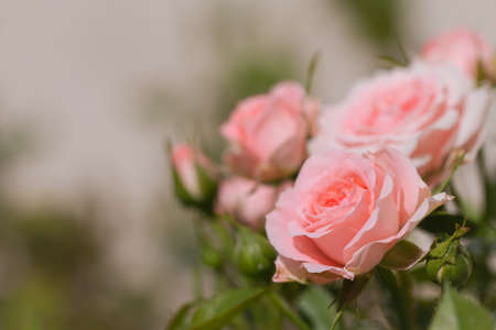 Close up of red rose on white lace and pearls dedorated around.の写真素材