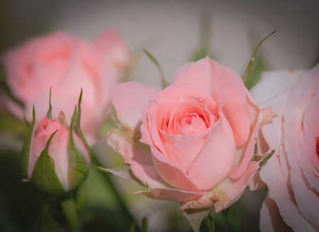 Close up of red rose on white lace and pearls dedorated around.の写真素材