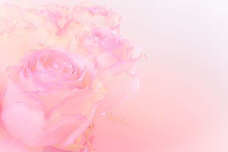 Close up of yellow rose on white background. soft filter.の写真素材