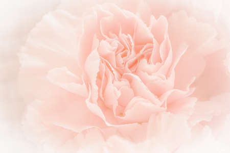 Close up of yellow rose on white background. soft filter.の写真素材