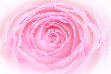 Close up of yellow rose on white background. soft filter.の写真素材