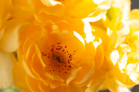 Close up of yellow rose on white background. soft filter.の写真素材