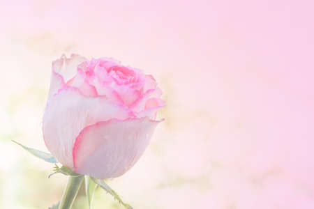 Close up of yellow rose on white background. soft filter.の写真素材