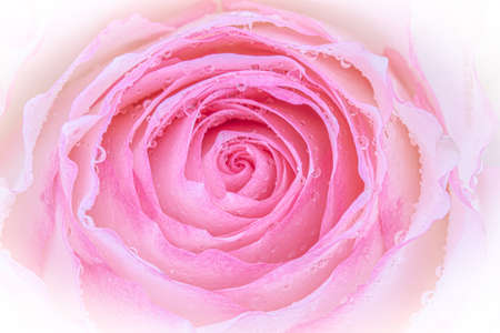 Close up of yellow rose on white background. soft filter.の写真素材