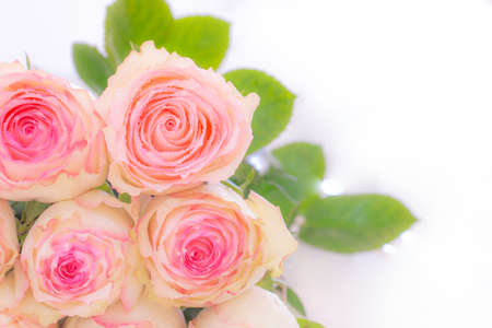 Close up of yellow rose on white background. soft filter.の写真素材