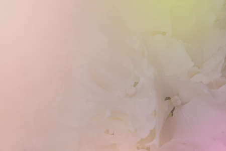 Close up of white hydrangea. White flower background. soft filter.