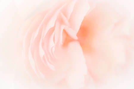Close up of white hydrangea. White flower background. soft filter.の写真素材