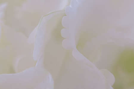 Close up of white hydrangea. White flower background. soft filter.の写真素材