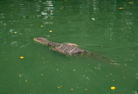 A swimming monitor lizard in the pondの写真素材