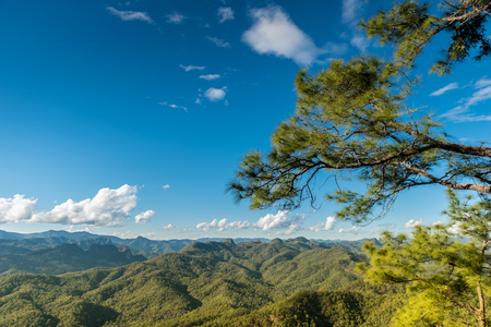 Pine tree on the hill with  blue skyの写真素材