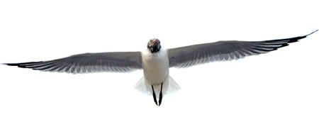 Seagull on white bachgrond