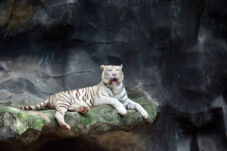 White tigerの写真素材