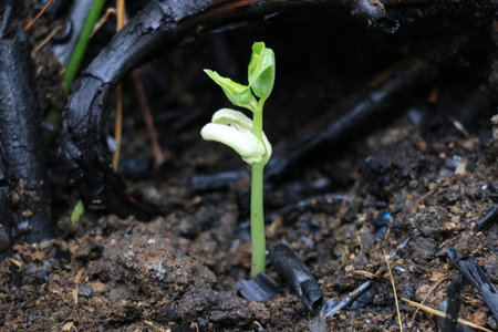 germinationの写真素材
