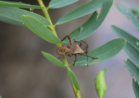beautiful insect