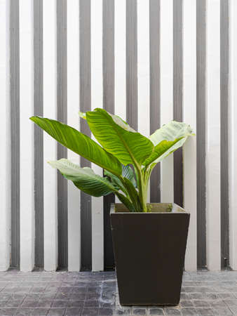 Green leaves plant on a potの写真素材